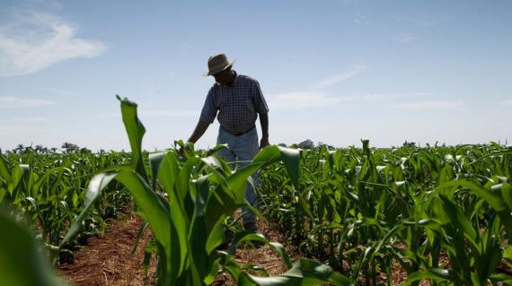 Dia do Agricultor